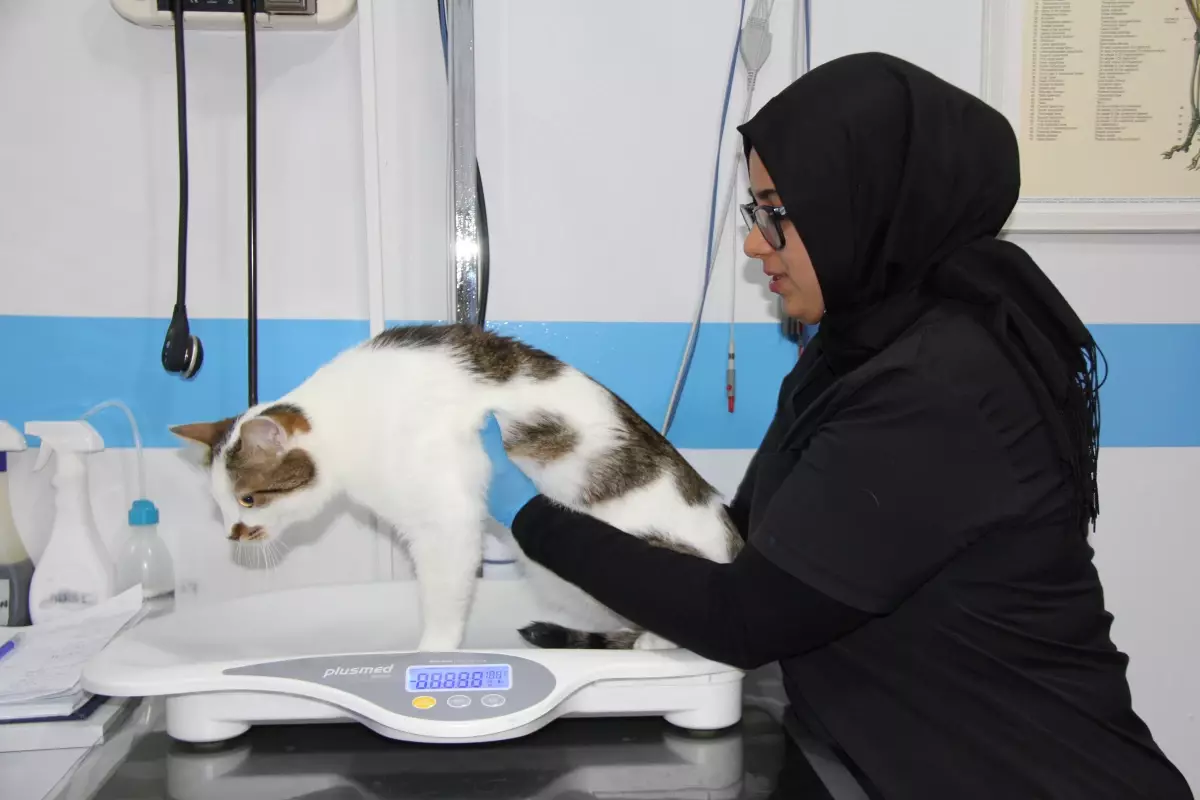 Kedilere Antidepresan Tedavisi