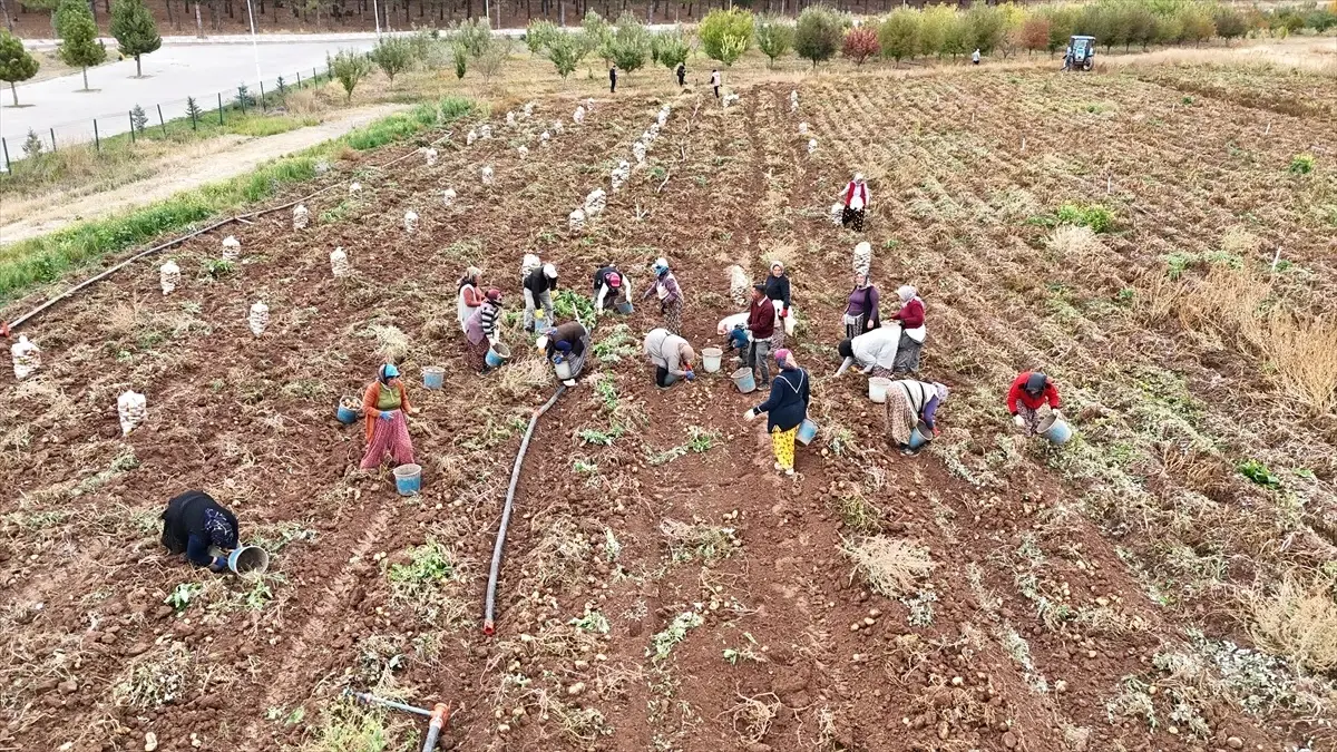 patates satisiyla ogrencilere yemek bursu mjElz6Tt.jpg