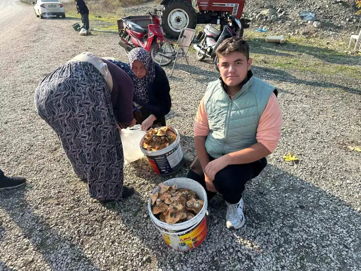 Bursa’daki Öğrenciler Mantar Toplayarak Para Kazanıyor