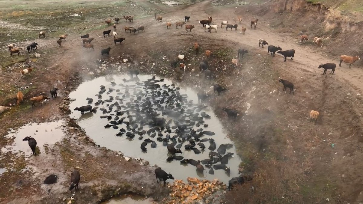 Bitlis’te mandaların kaplıca keyfi havadan görüntülendi