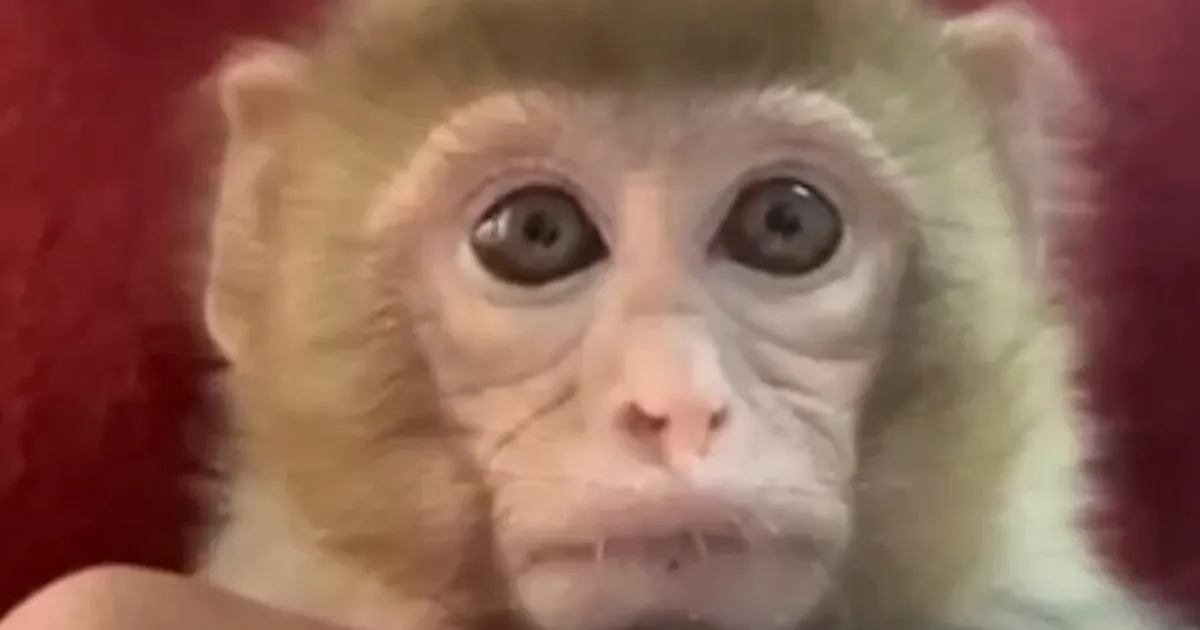 Elazığ’da yavru makak maymunu korumaya alındı