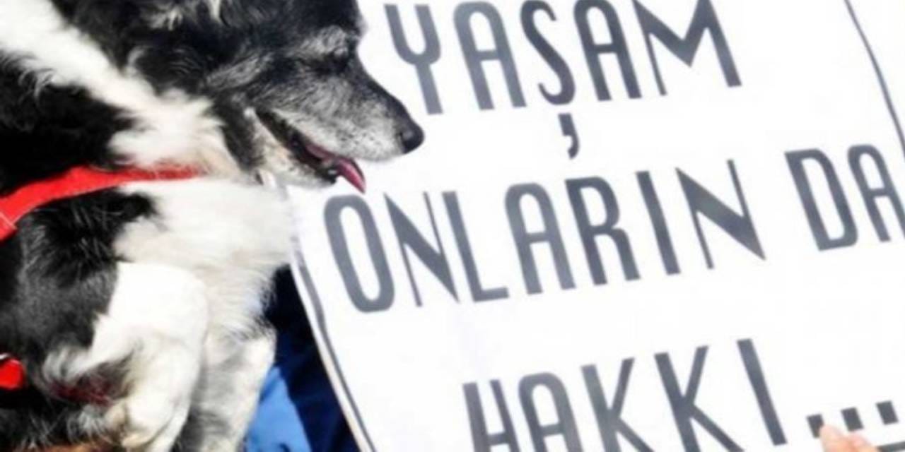 Köpekleri istismar edip öldüren sapık doktora verilen cezanın gerekçesi açıklandı