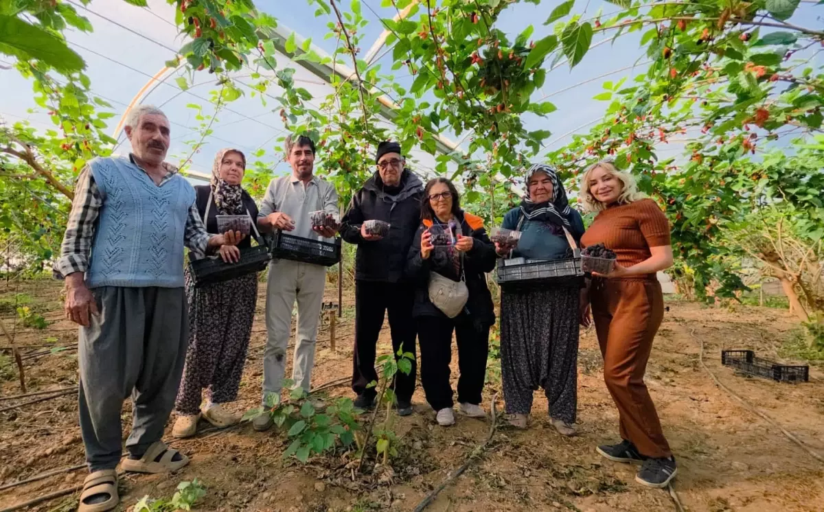 Silifke’de Karadut Hasadı Başladı