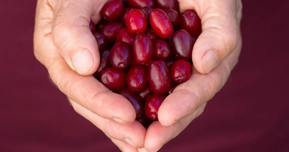 Antioksidan, C vitamini ne varsa onda. Doğal bağışıklık güçlendirici | NTV Haber