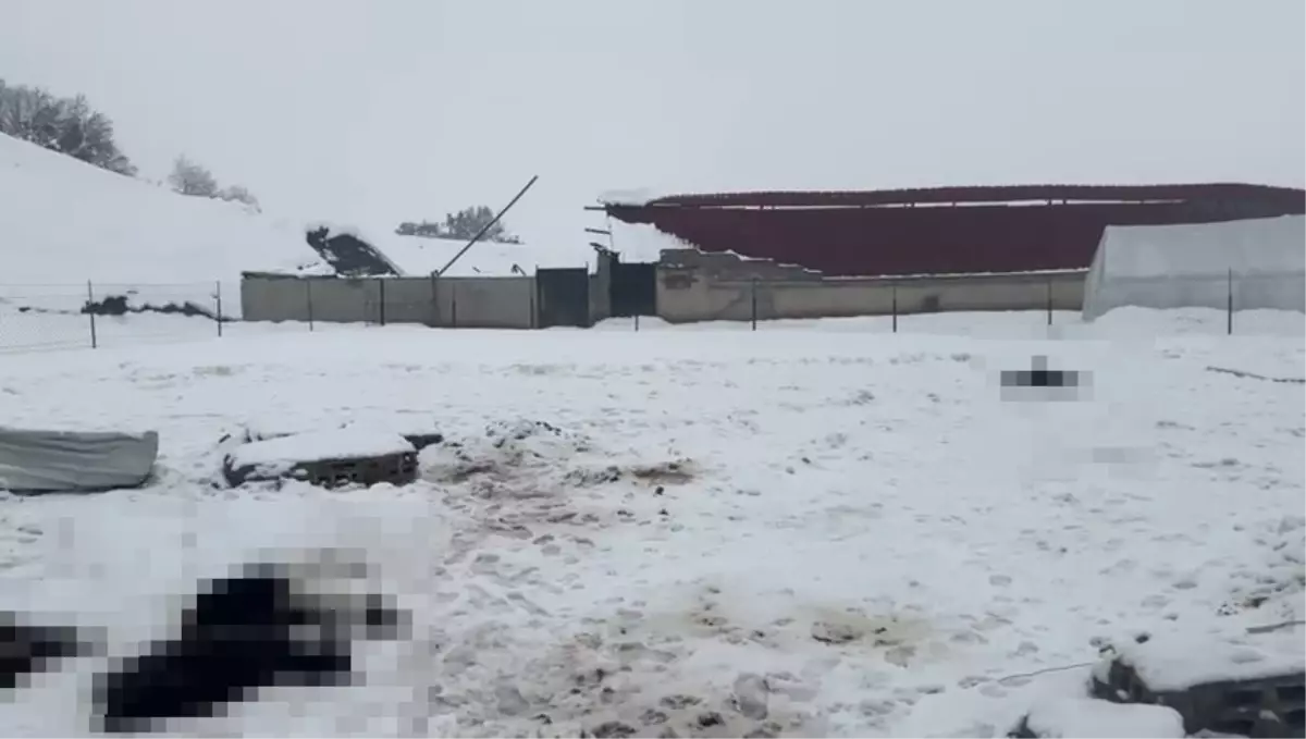 Siirt’te Kar Yüküyle Ahırlar Çöktü