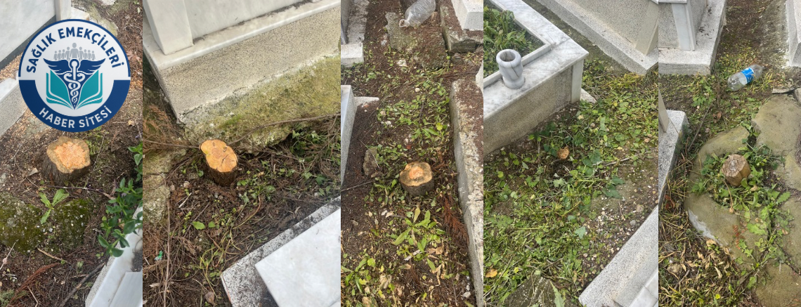 BUCA GÖKDERE MEZARLIĞINDA AĞAÇ KATLİAMI: VATANDAŞLARDAN TEPKİ YAĞIYOR – Sağlık Emekçileri Haber Kanalı