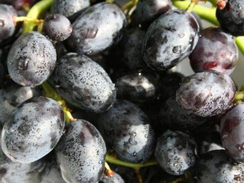 Göz Altı Morluklarını Gideren Doğal Ürün: Siyah Üzüm Çekirdeği Yağı