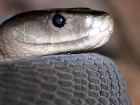 20 yıldır kendine yılan zehri enjekte ediyor: Kanı dünyayı kurtaracak