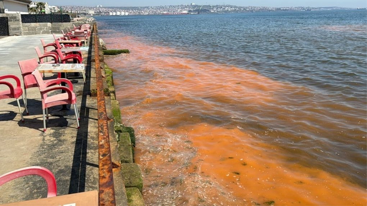 Tekirdağ Kıyılarındaki Renk Değişikliklerinin Sebebi: Mevsimsel Alg Patlamaları
