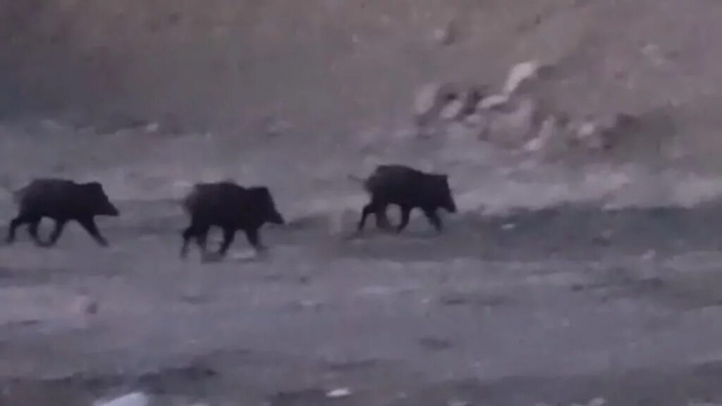 yuksekovada-domuz-surusu-goruldu-J8tMfKXl